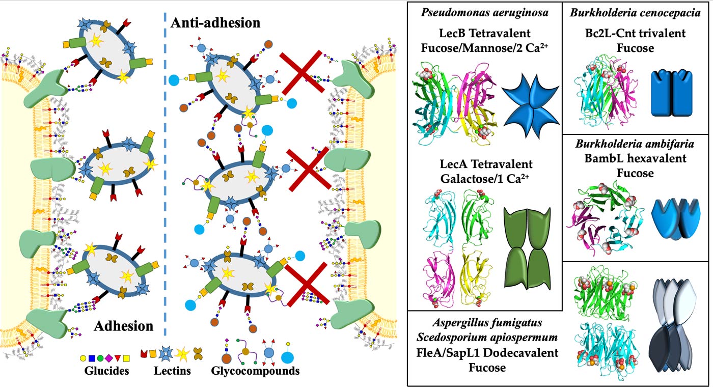 Antiadhesive therapy and lectin targeted for the development of anti-adhesives glycodrugs as anti-infectives