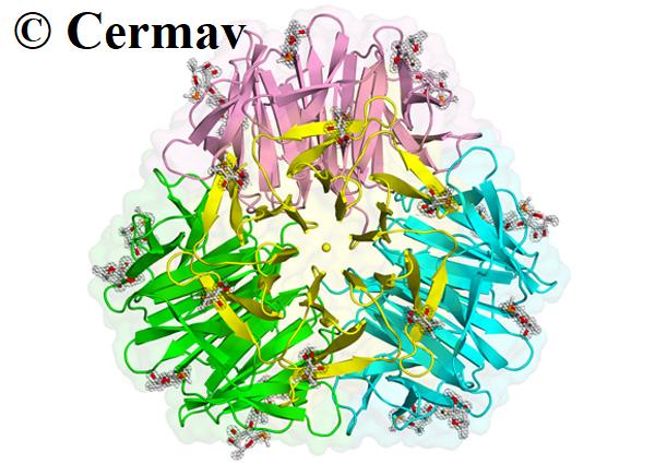 Crystallographic structure of the lectin from Laccaria bicolor
