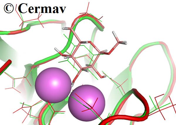 Crystallographic structure of the recognition site of lectin LecB from Pseudomonas aeruginosa