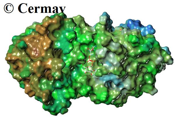 Structure cristallographique d’une fucosyltransférase