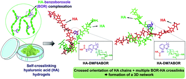 Self-crosslinking smart hydrogels through direct complexation between benzoxaborole derivatives and diols from hyaluronic acid