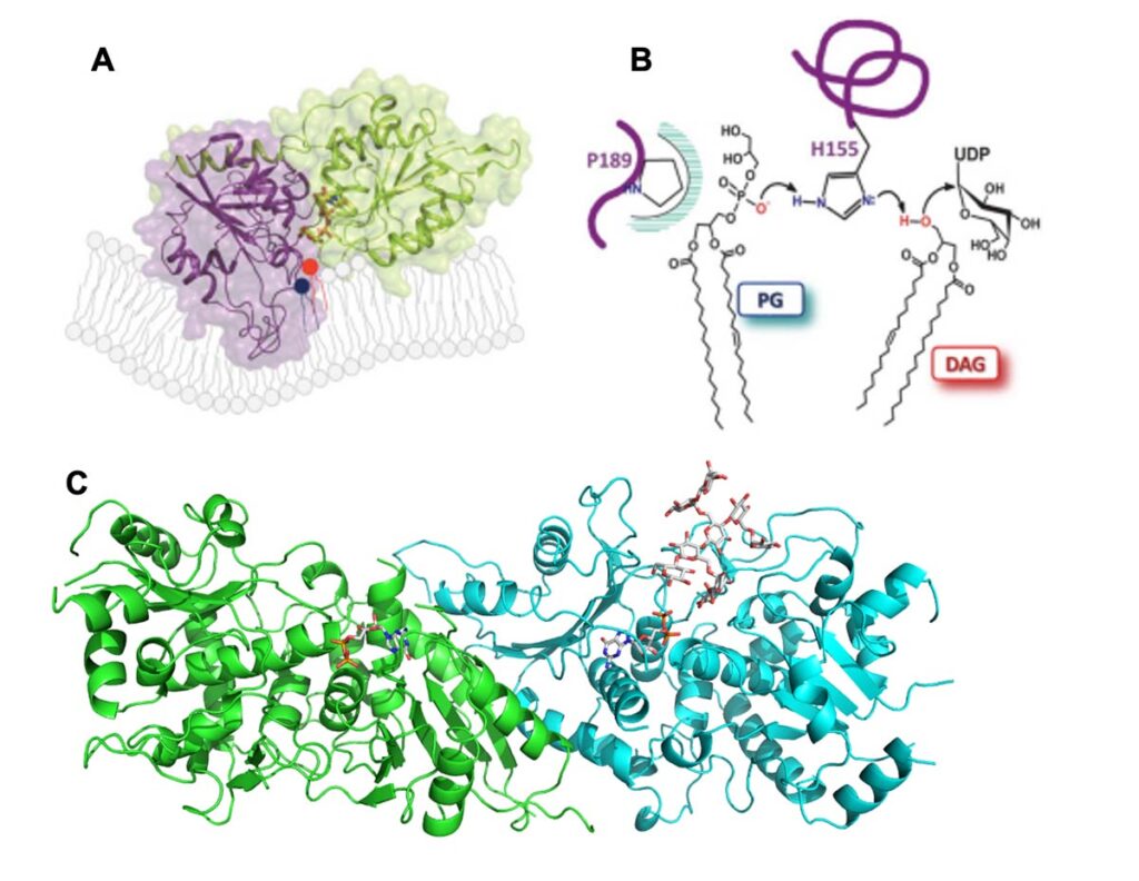 Modèle proposé pour la fixation de MDG1 à la membrane (A) et son mécanisme de réaction (B), Nitenberg et al., 2020 Glycobiology. Structure de l’AtFut1 en complexe avec de l’UDP et du xyloglucane (C ), Rocha et al., 2016, Plant Cell.