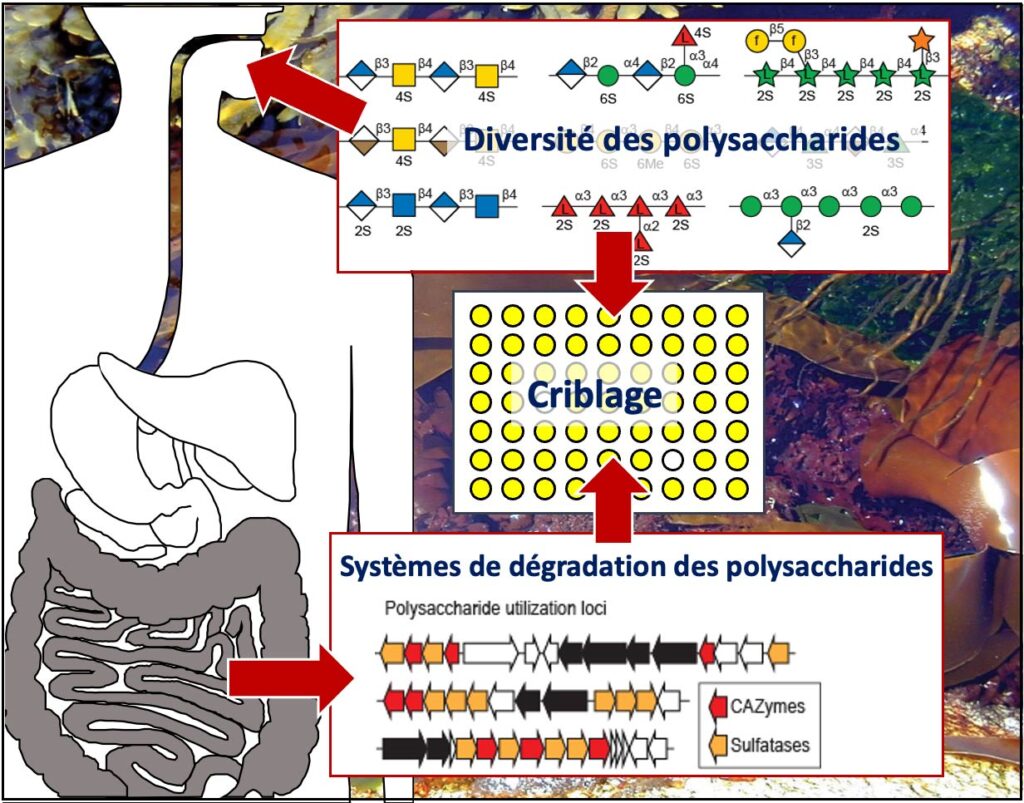 Diversité des polysaccharides